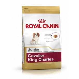 BHN CAVALIER KING CHARLES PUPPY 1,5 kg