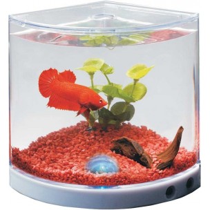Akvarium pre bojovnice s LED