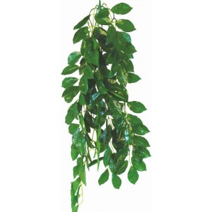 FICUS 50cm - terárijná rastlina