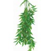 FICUS LONGIFOLIA 50cm - terárijná rastli