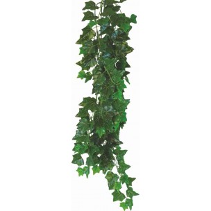 HEDERA HELIX 50cm - terárijná rastlina